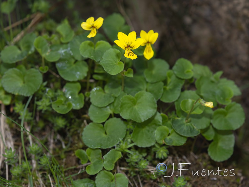 Viola biflora.03