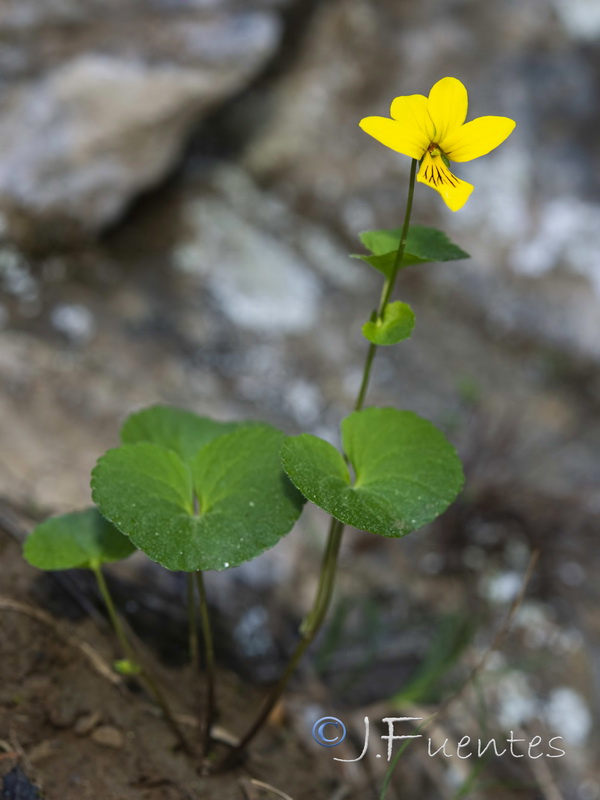 Viola biflora.05