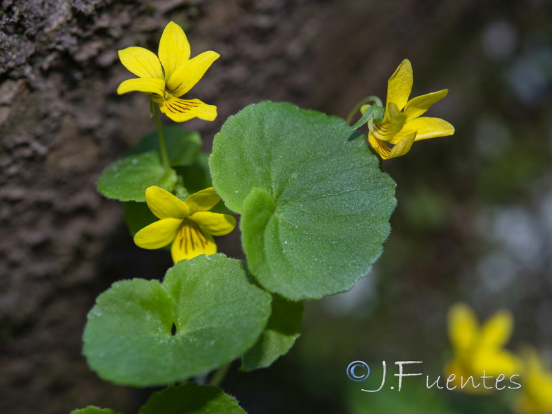 Viola biflora.06