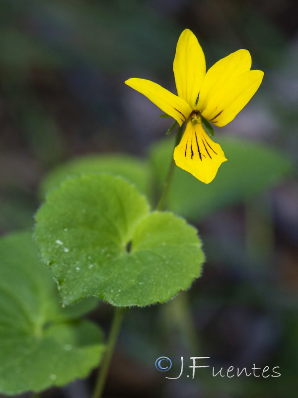 Viola biflora.07