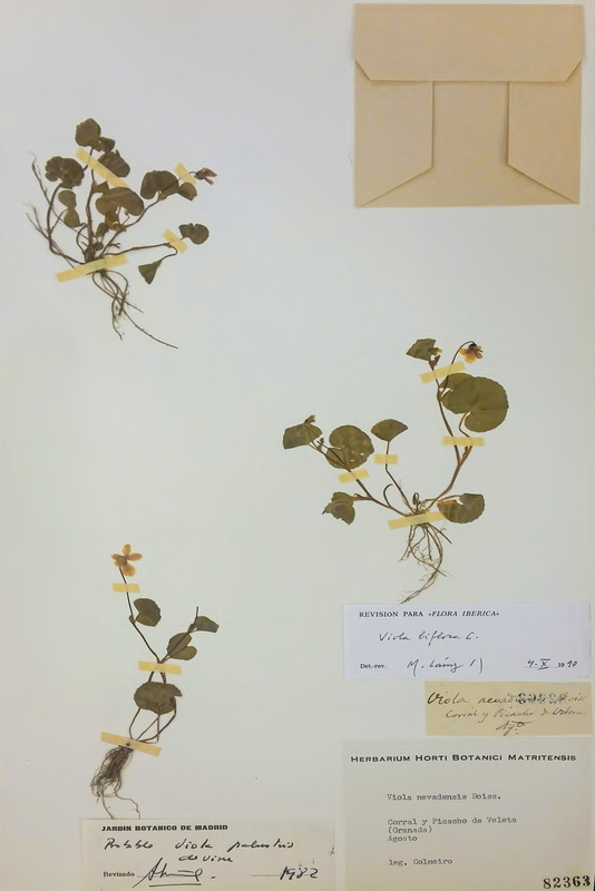 Viola biflora.08