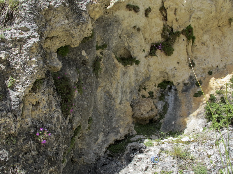 Viola cazorlensis.01