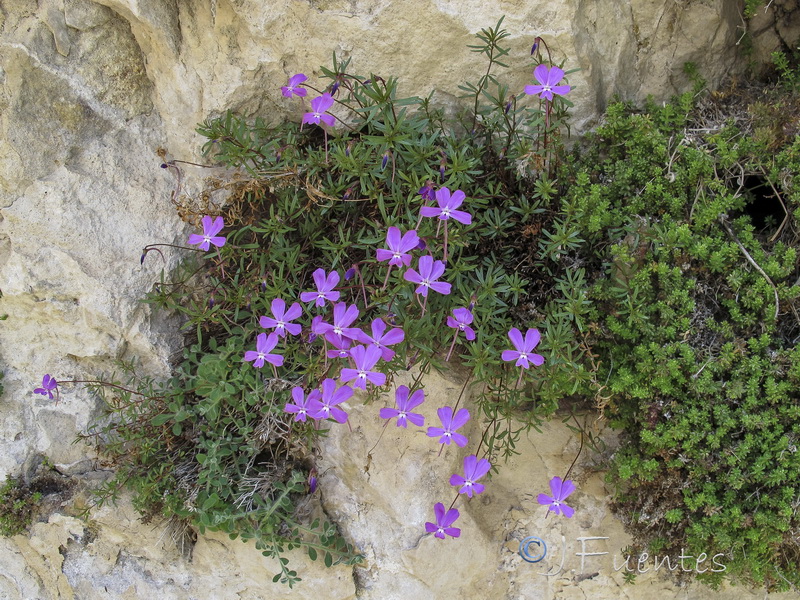 Viola cazorlensis.02