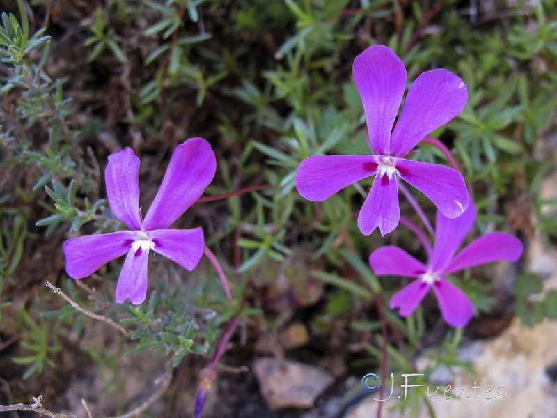 Viola cazorlensis.09