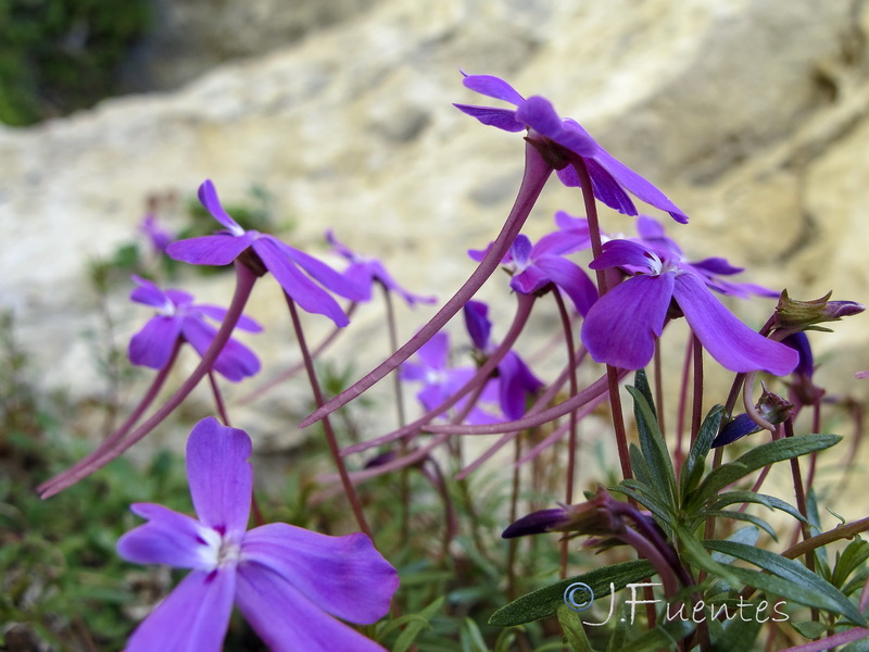 Viola cazorlensis.10