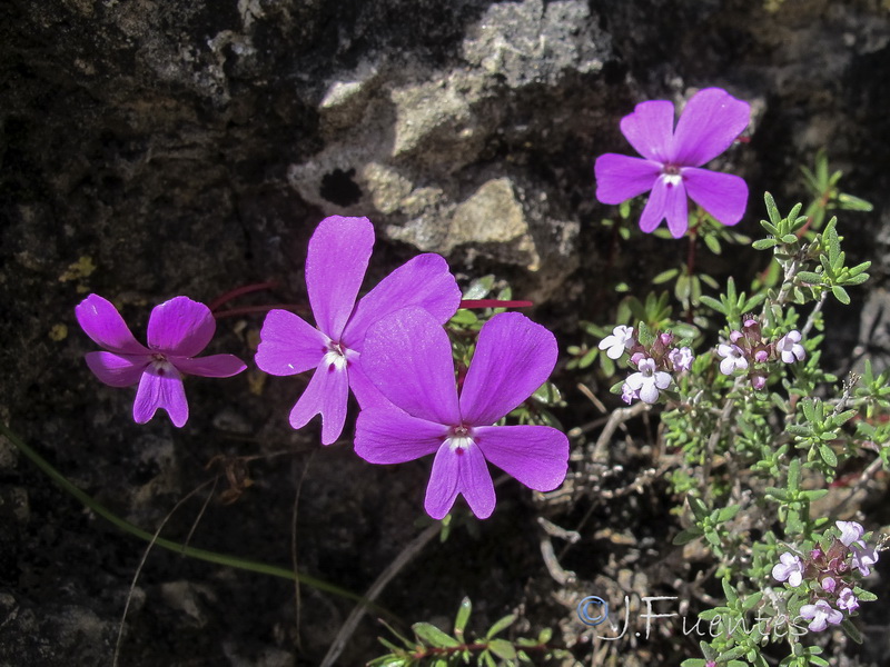 Viola cazorlensis.11