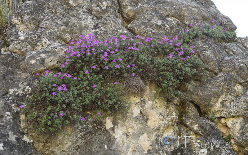 Viola cazorlensis.03