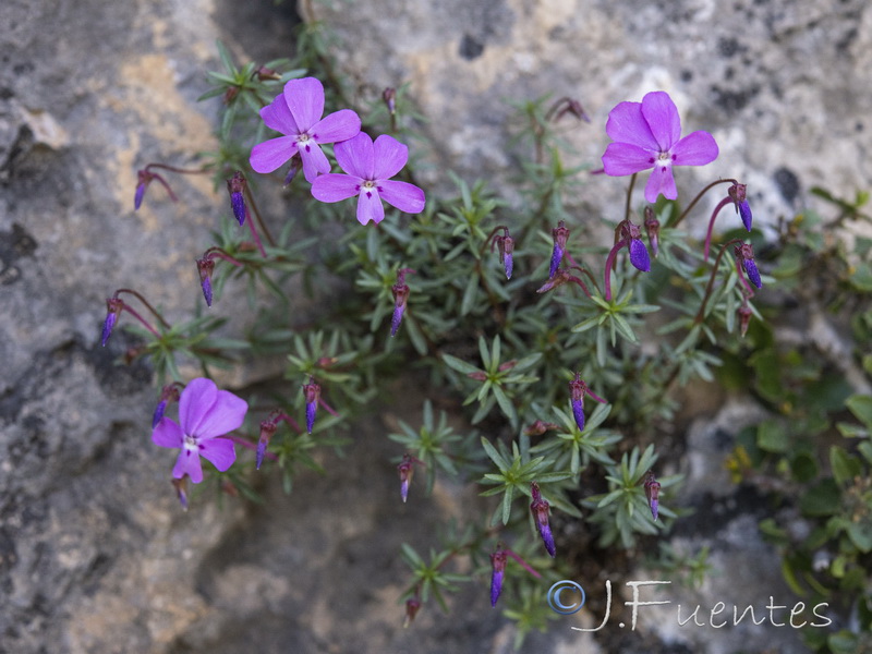 Viola cazorlensis.07