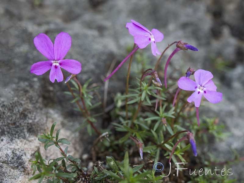 Viola cazorlensis.08