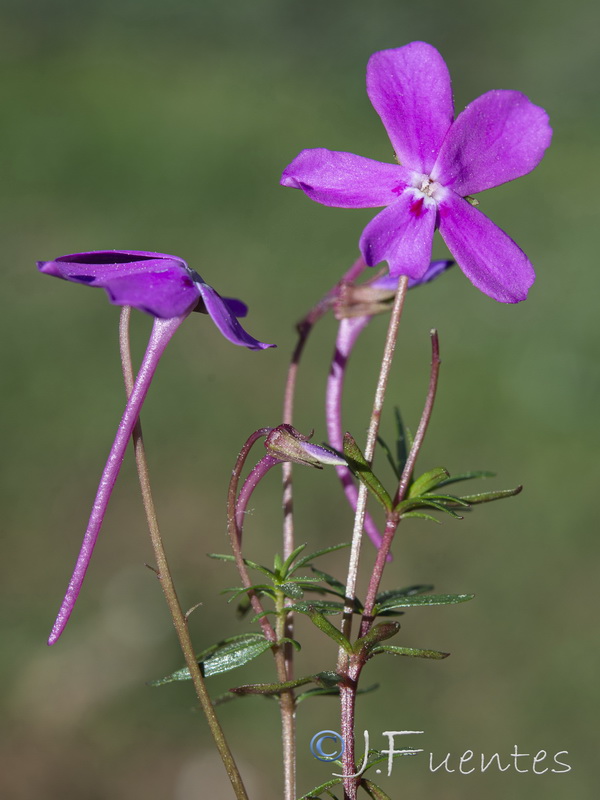 Viola cazorlensis.20