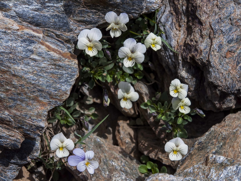 Viola crassiuscula.02