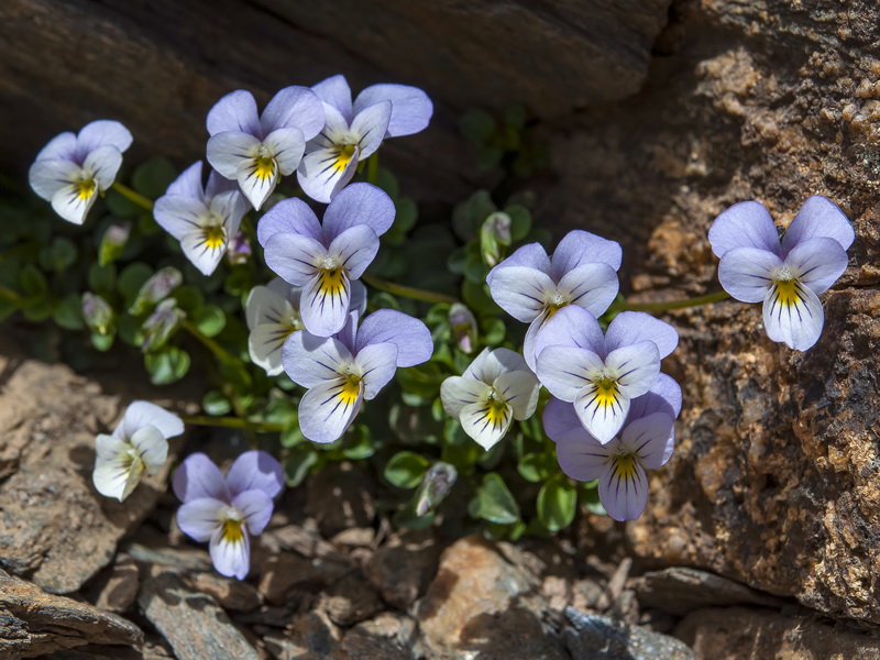 Viola crassiuscula.03