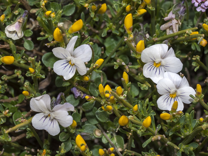 Viola crassiuscula.04