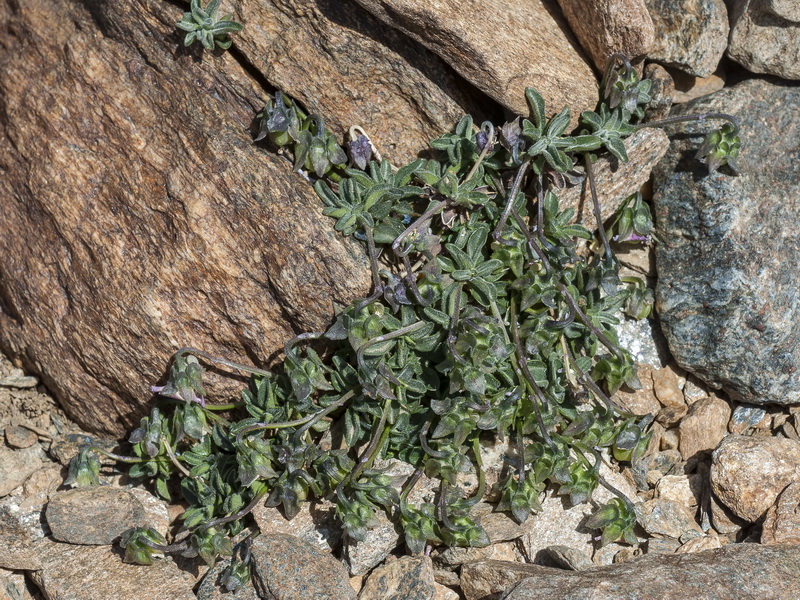 Viola crassiuscula.05