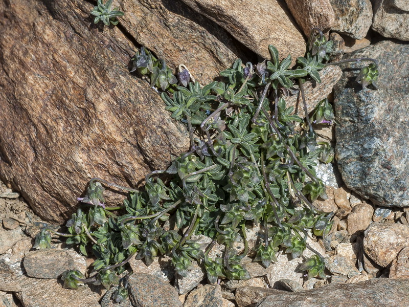 Viola crassiuscula.05