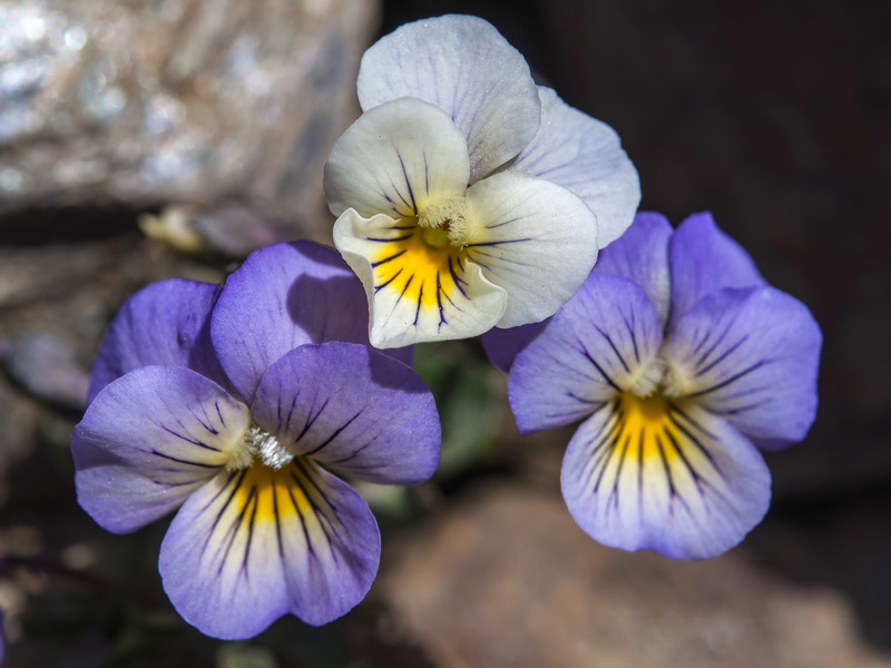 Viola crassiuscula.09