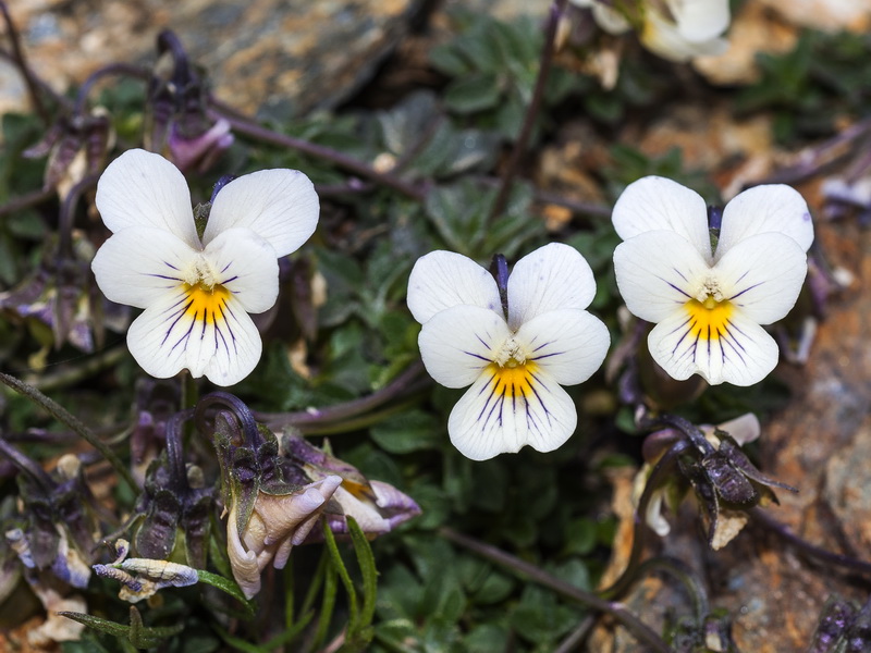 Viola crassiuscula.10