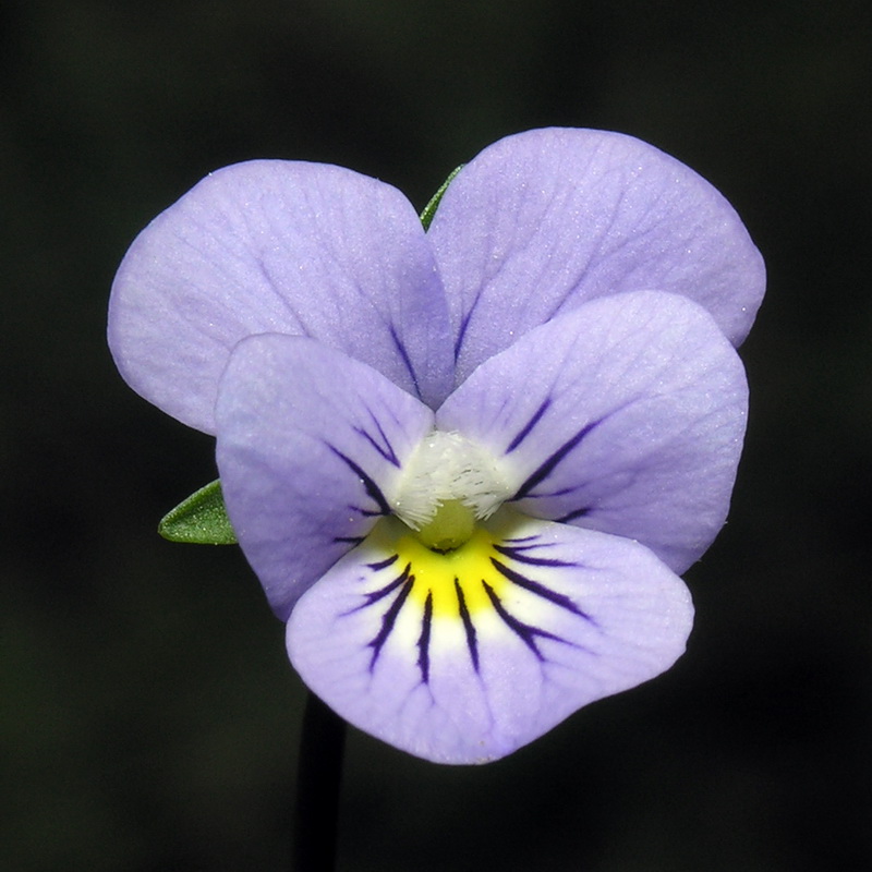 Viola crassiuscula.13