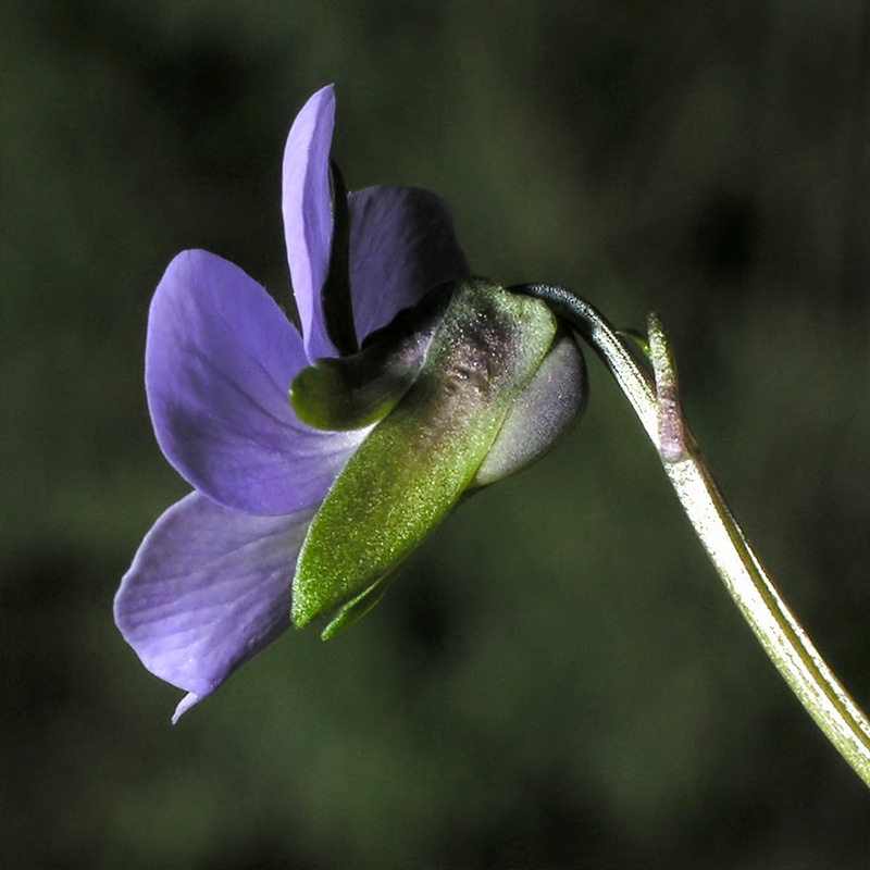 Viola crassiuscula.14