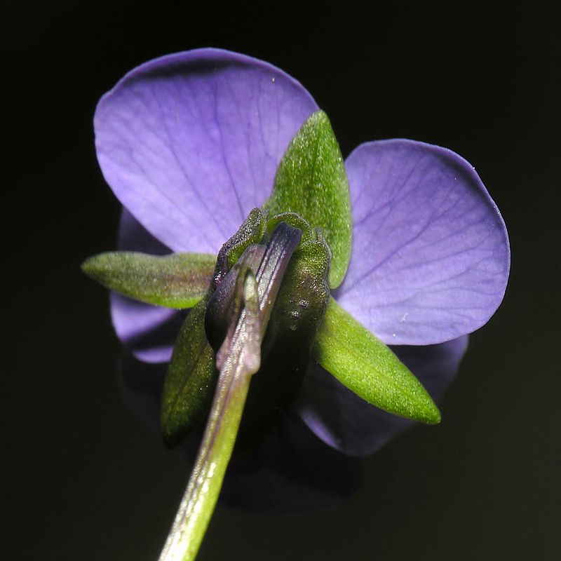 Viola crassiuscula.15