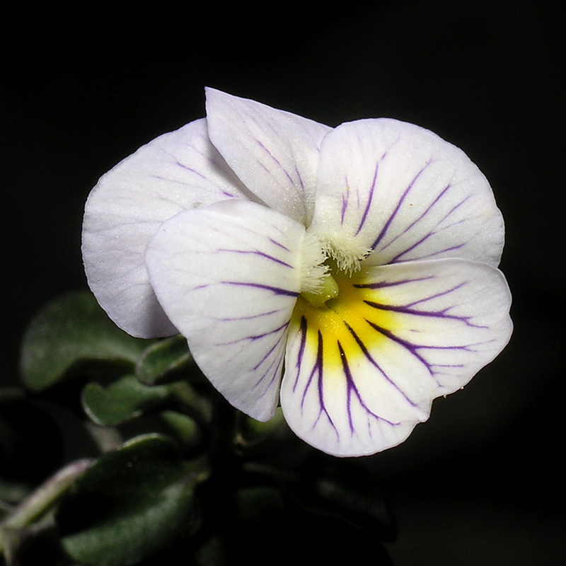 Viola crassiuscula.17