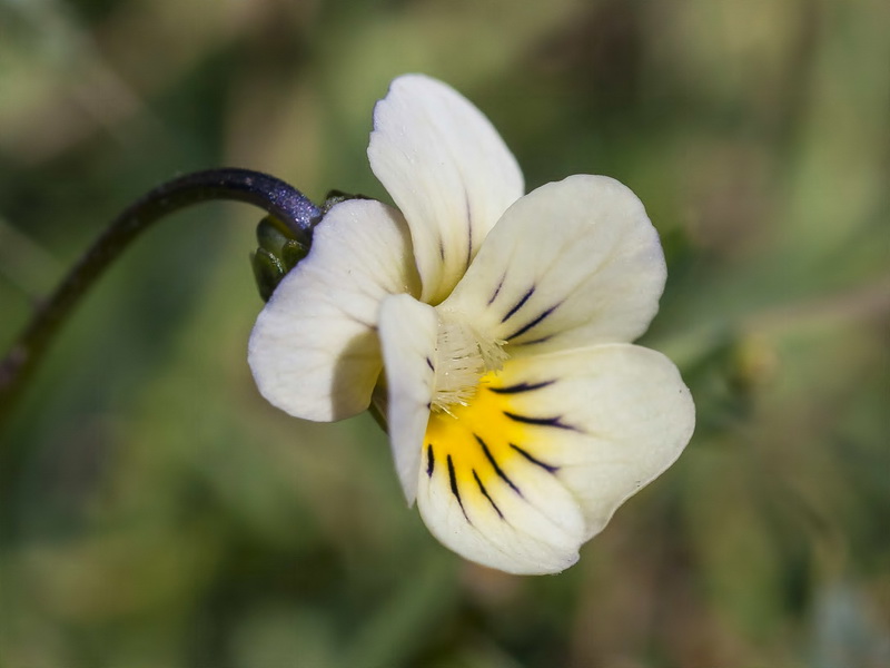 Viola crassiuscula.19