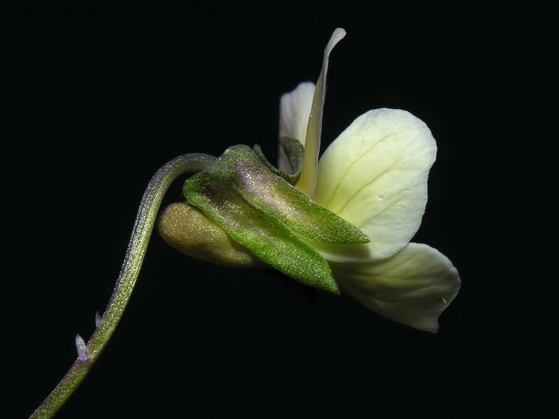 Viola crassiuscula.20