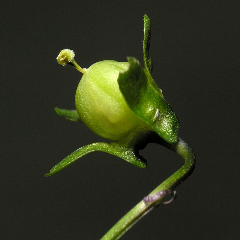 Viola crassiuscula.21