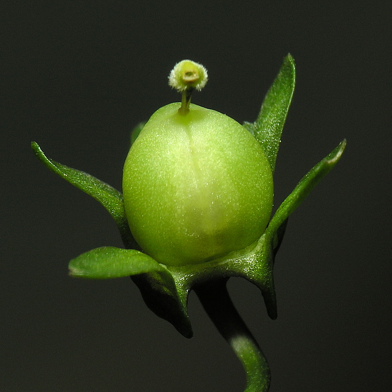 Viola crassiuscula.22