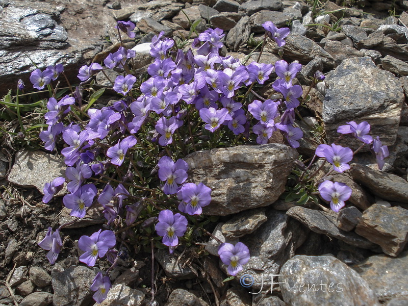 Viola crassiuscula.23