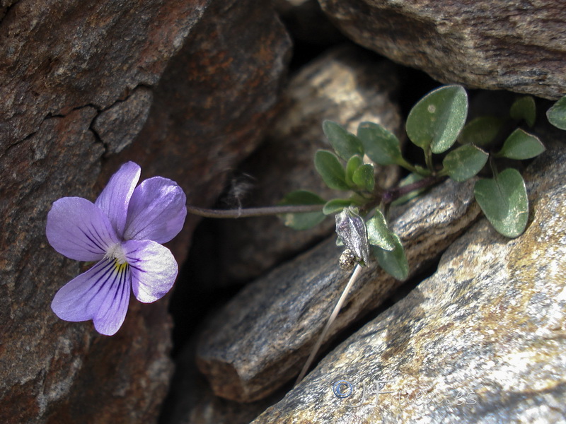 Viola crassiuscula.26
