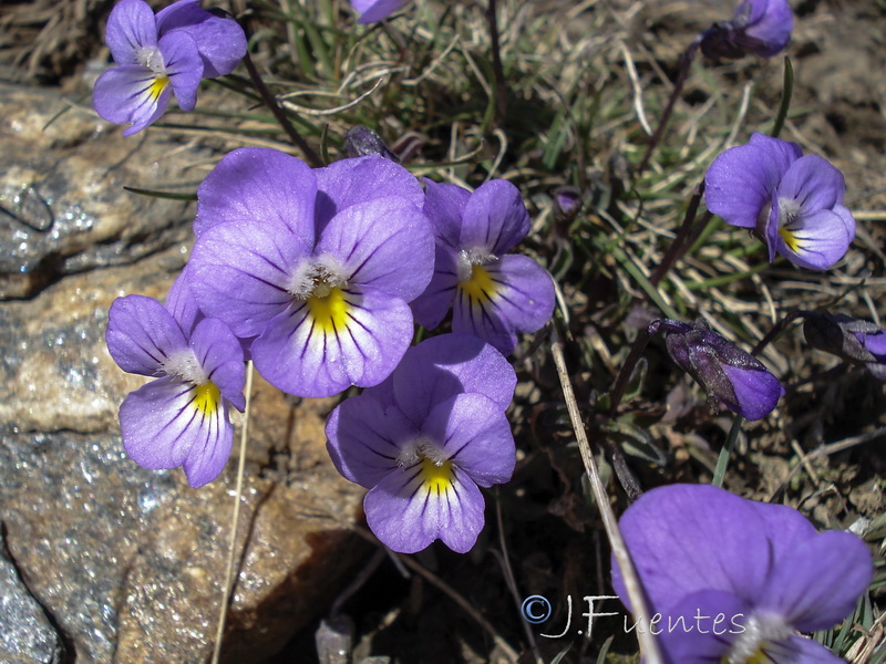 Viola crassiuscula.28