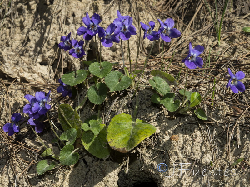Viola hirta.01