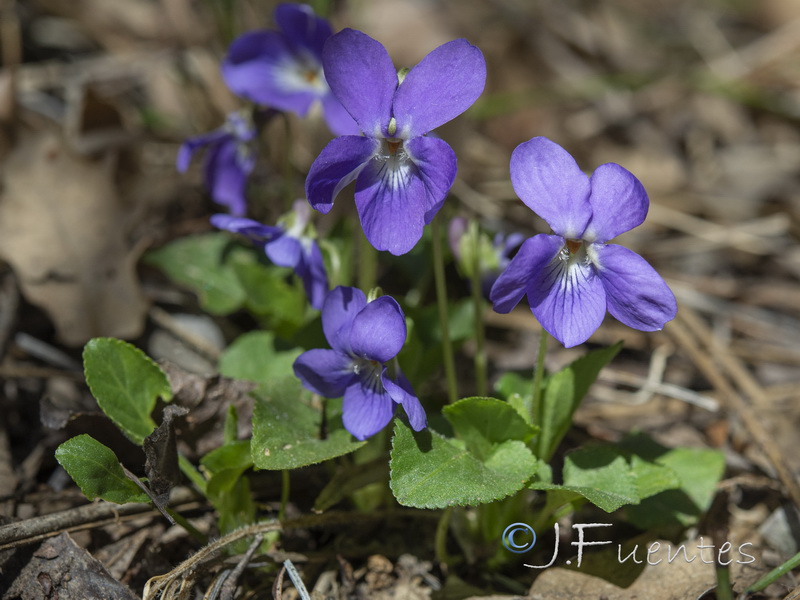 Viola hirta.02