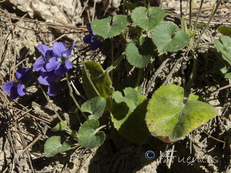 Viola hirta.03