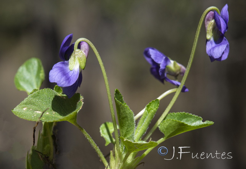 Viola hirta.05