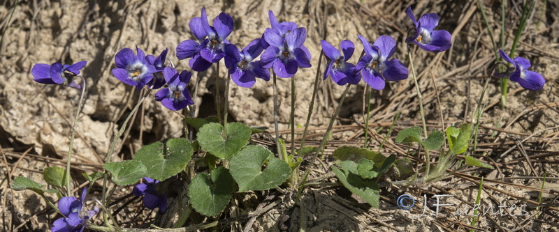 Viola hirta.06