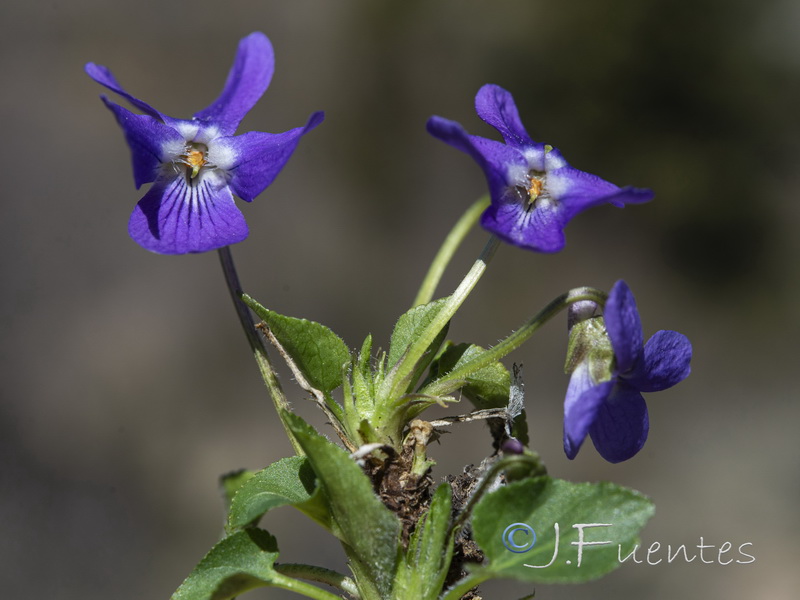 Viola hirta.07