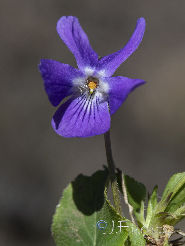 Viola hirta.08