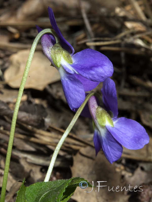 Viola hirta.09