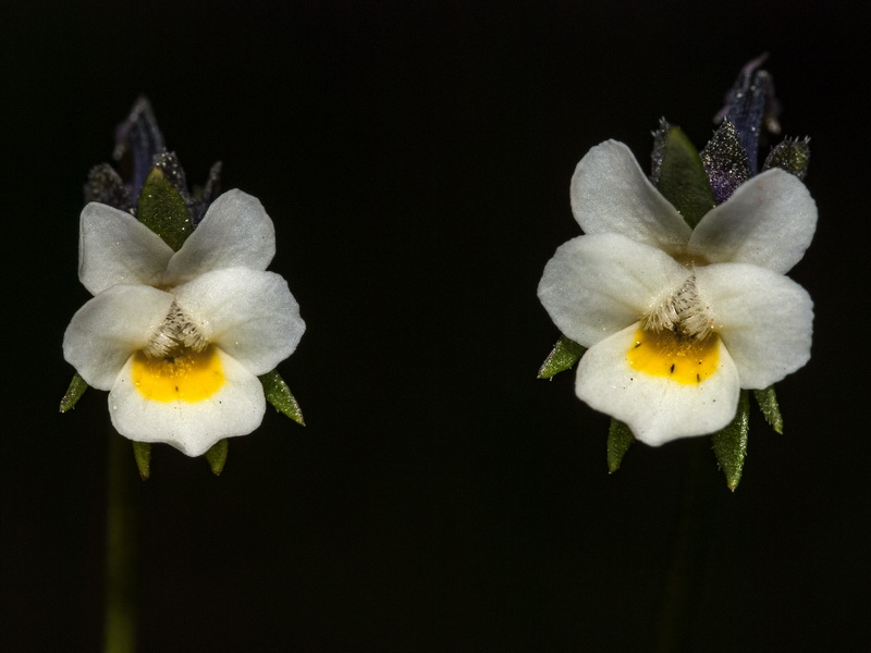 Viola kitaibeliana.06