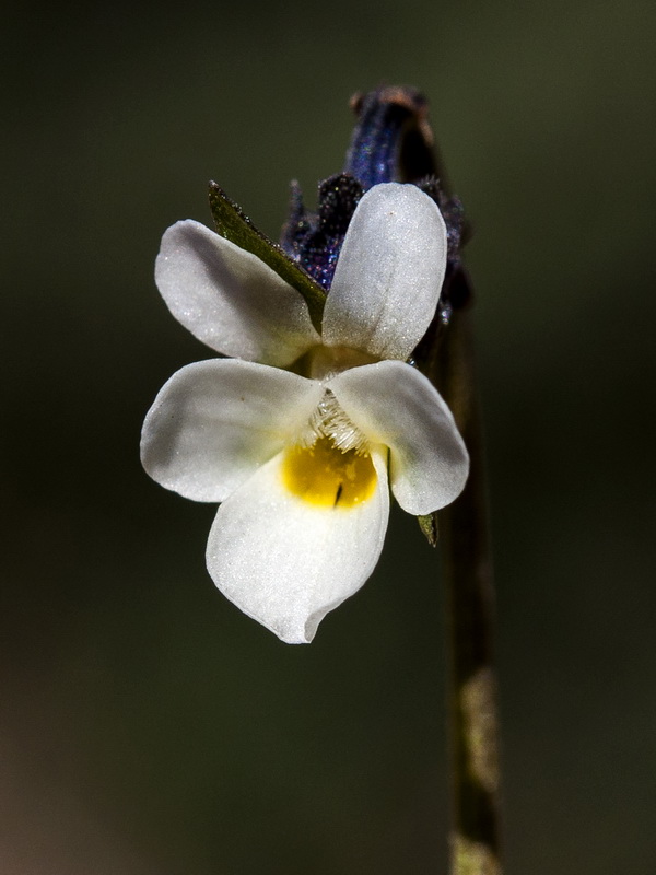 Viola kitaibeliana.09