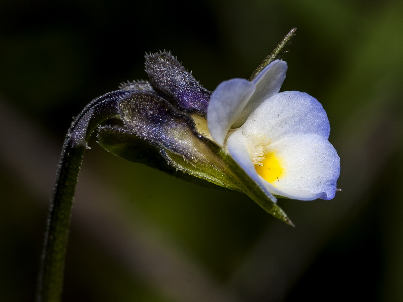 Viola kitaibeliana.12