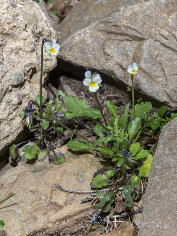 Viola kitaibeliana.01