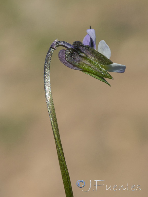 Viola kitaibeliana.19