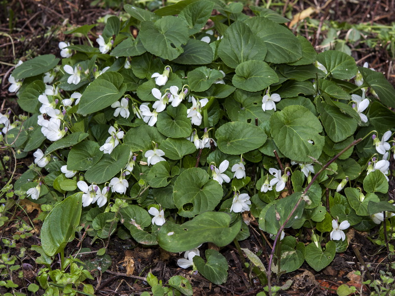 Viola odorata.02