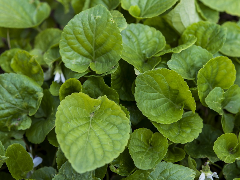 Viola odorata.04