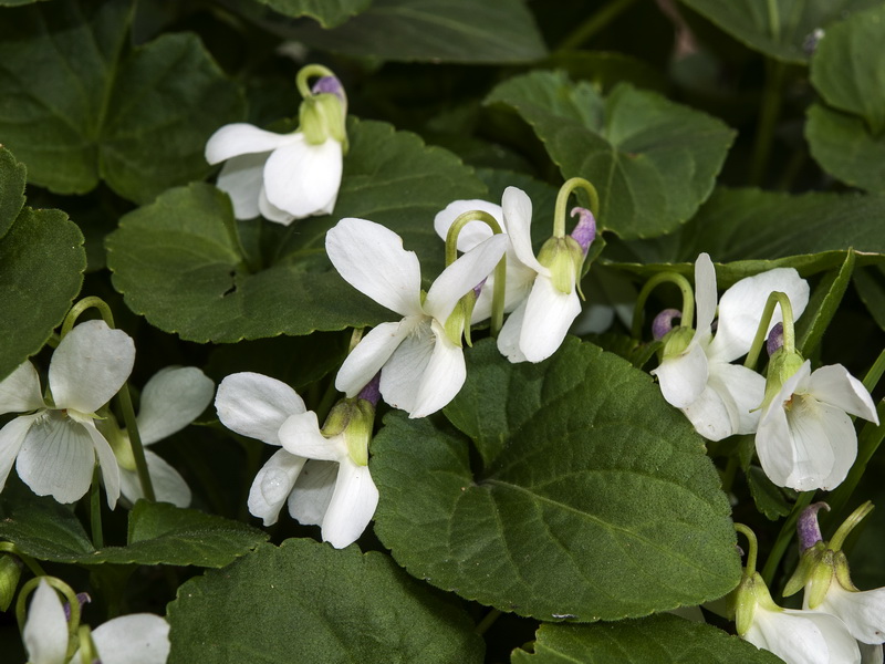 Viola odorata.05