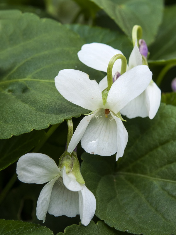 Viola odorata.06