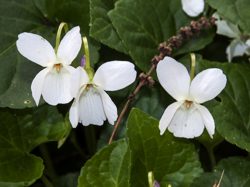 Viola odorata.07